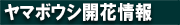 ヤマボウシ開花情報