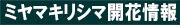 ミヤマキリシマ開花情報